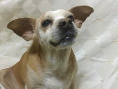 -利又安动物医院··老年病·猫科犬科·中兽医