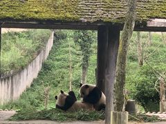 -中国大熊猫保护研究中心雅安碧峰峡基地