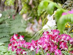 -Chom Cafe and Restaurant