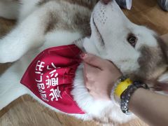 -Husky Go! 哈士奇体验馆·宠物咖啡厅狗咖