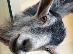 -怪兽屋·羊驼·猫咖·狗咖(俊华广场店)