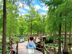 -池杉湖湿地公园