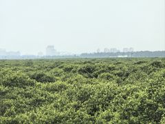 -北海金海湾红树林生态旅游区