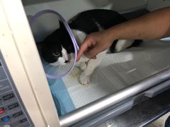 -四月宠物医院·猫专科·心脏专科·内科(转塘店)