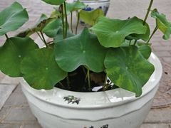 -西安市广仁寺