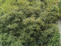 -蓝天清水湾国际大酒店