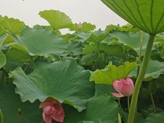 -嘉北郊野公园