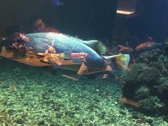 -海棠湾洲际-涛·海底餐厅·美人鱼·自助餐·海底隧道