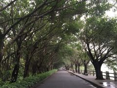 -大湾区中央湿地公园