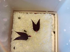 -BLACKSWAN黑天鹅(环球店)