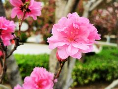 -海棠花溪(元大都城垣遗址公园)