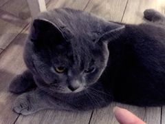 -海边的猫和咖啡馆