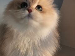 -东方名猫馆·英短金渐层布偶猫舍(环线广场1号楼店)