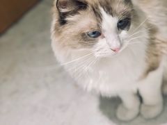 -飞行喵MR PILOT|猫舍·猫咖(静安大融城店)