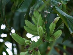 -光明小镇欢乐田园