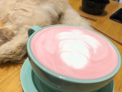 -猫色咖啡·猫咖