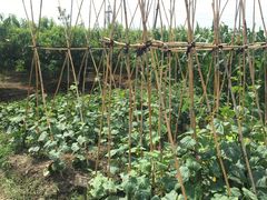 -樂桃源奉贤黄桃种植采摘基地