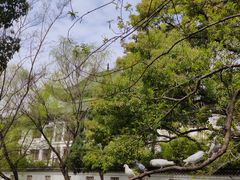 -西园戒幢律寺