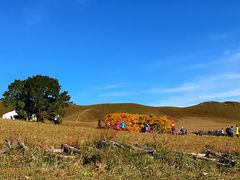 -乌兰布统景区-白桦林