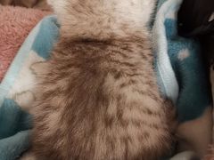 -翊宠yipet猫狗购宠庄园犬舍•猫舍