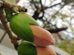 -黄埔荔枝公园