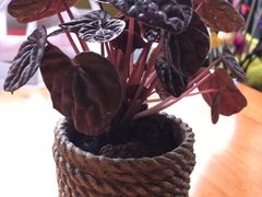 -绿茵阁牛扒餐厅(客村店)