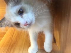 -猫十亿·布偶金渐层·曼基康矮脚猫舍(青年路店)