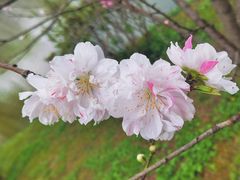 -顾村公园