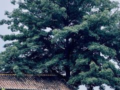 -喜洲吧·江畔老船厂·庭院餐厅(喜临院店)