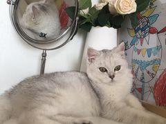 -猫大福·Fortune Cat猫舍(百子湾店)