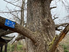 -千年银杏谷文化旅游区