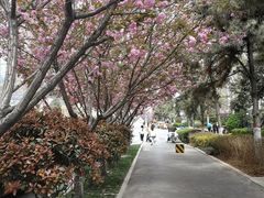 -西安青龙寺遗址景区
