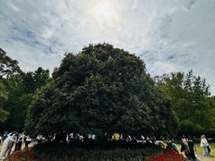 -灵谷景区