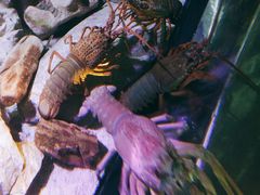 -悉尼海洋生物水族馆
