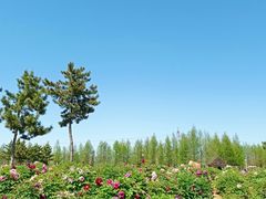 -羊亭河湿地公园