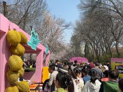 -桃花堤公园