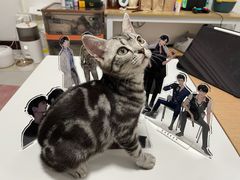 -猫大福·Fortune Cat猫舍(百子湾店)