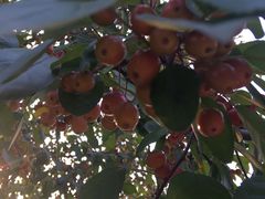 -意大利农场度假村