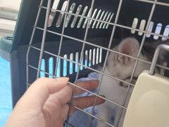 -达爱动物医院·犬猫分区·CT·复杂眼科(远洋山水分院)