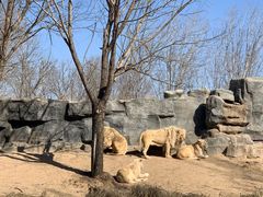 -北京野生动物园