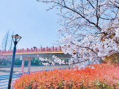 -高东镇樱花园