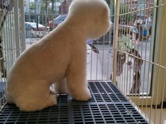 -我爱吾宠宠物美容院(朝阳路店)