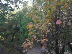 -北京鹫峰国家森林公园