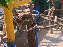 -西霞口神雕山野生动物世界