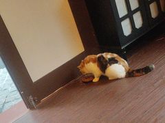 -猫岛主趣味餐厅(鼓浪屿店)