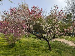 -蜀冈西峰生态公园