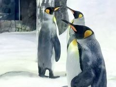 -悉尼海洋生物水族馆