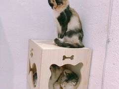 -猫色咖啡·猫咖