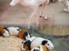 -正佳雨林生态植物园