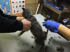 -爱侣宠医·鹦鹉专科·小型哺乳类·异宠专科(灵石路店)